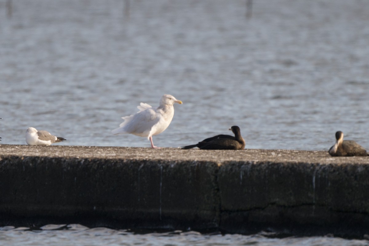 Glaucous Gull - ML646390642