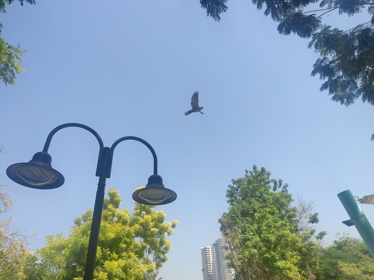 Eurasian Collared-Dove - ML646390645