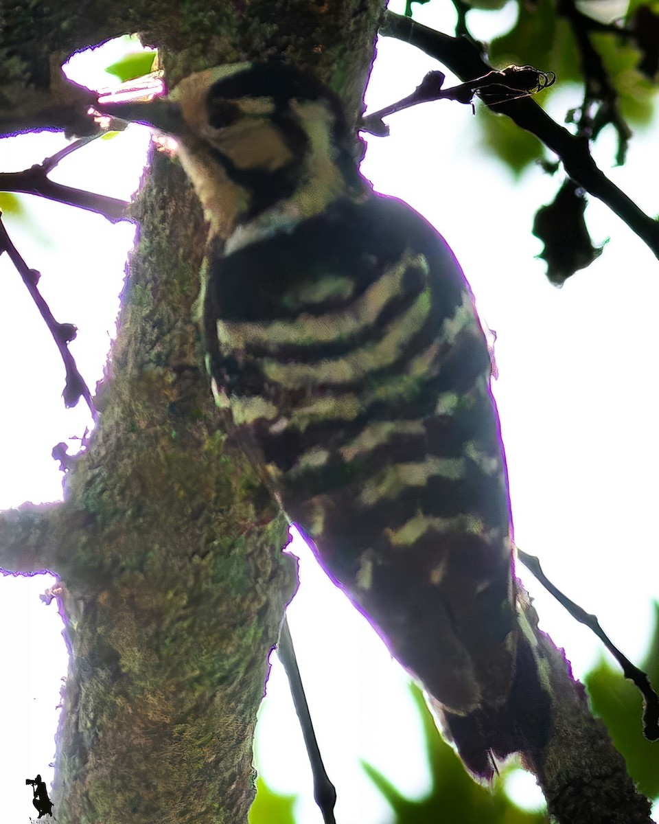 Lesser Spotted Woodpecker - ML646390646