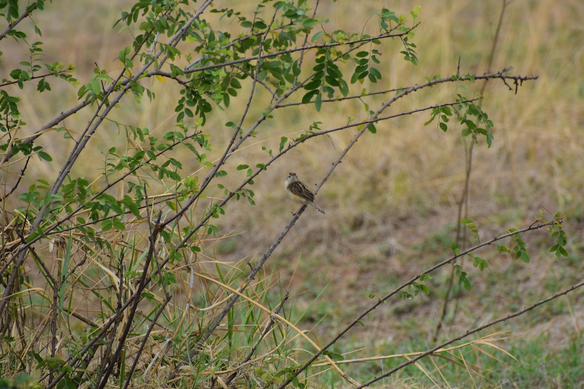 Zitting Cisticola - ML646390650