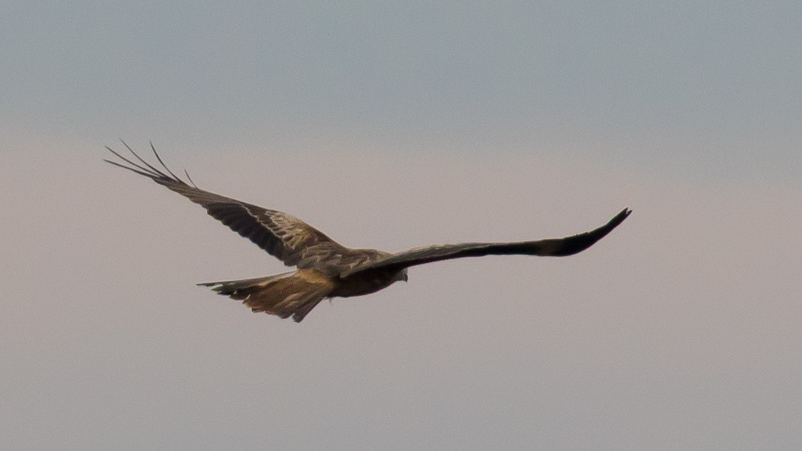 hawk sp. - ML646390654