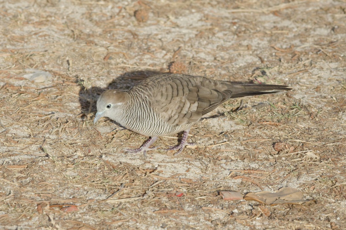 Zebra Dove - ML646390656