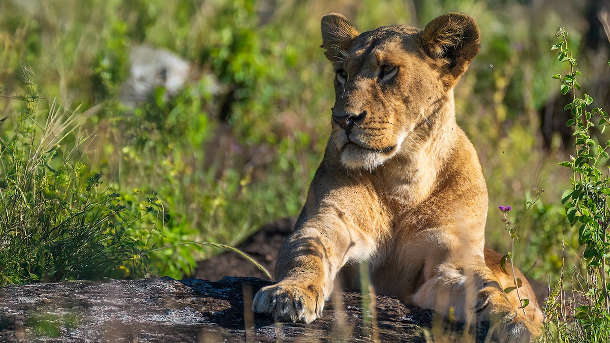 Säugetiere - ML646390657