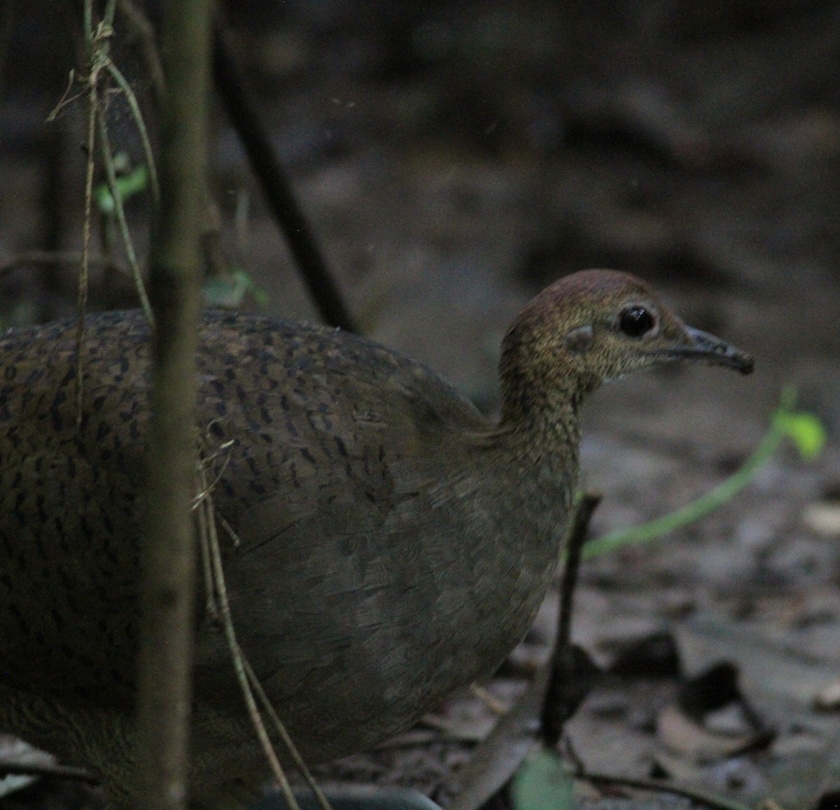 Great Tinamou - ML646390659