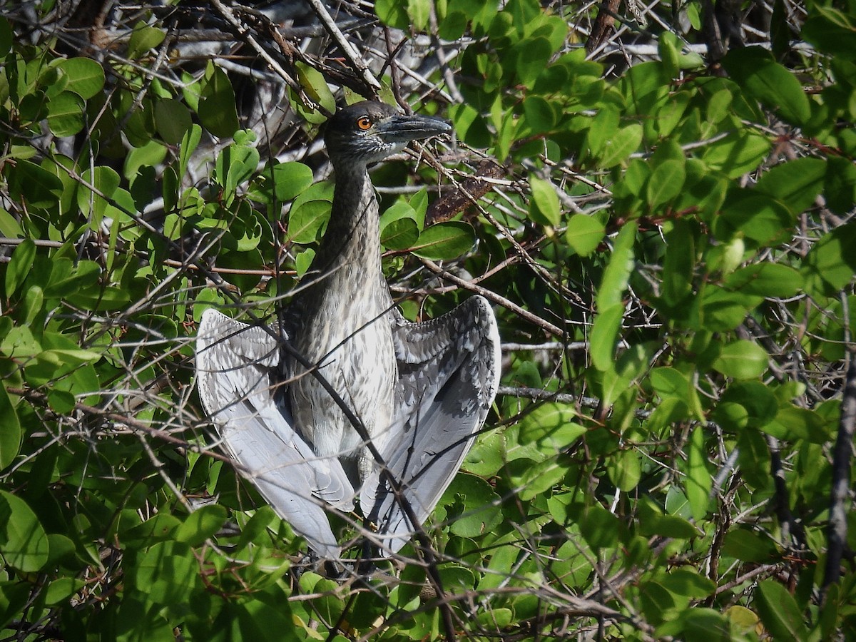 Yellow-crowned Night Heron - ML646390660