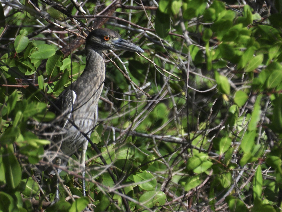 Yellow-crowned Night Heron - ML646390661