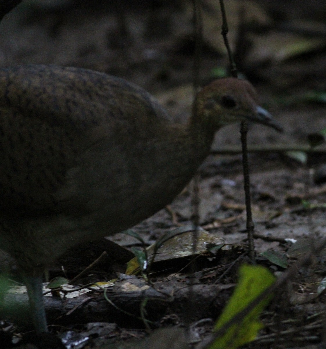 Great Tinamou - ML646390663