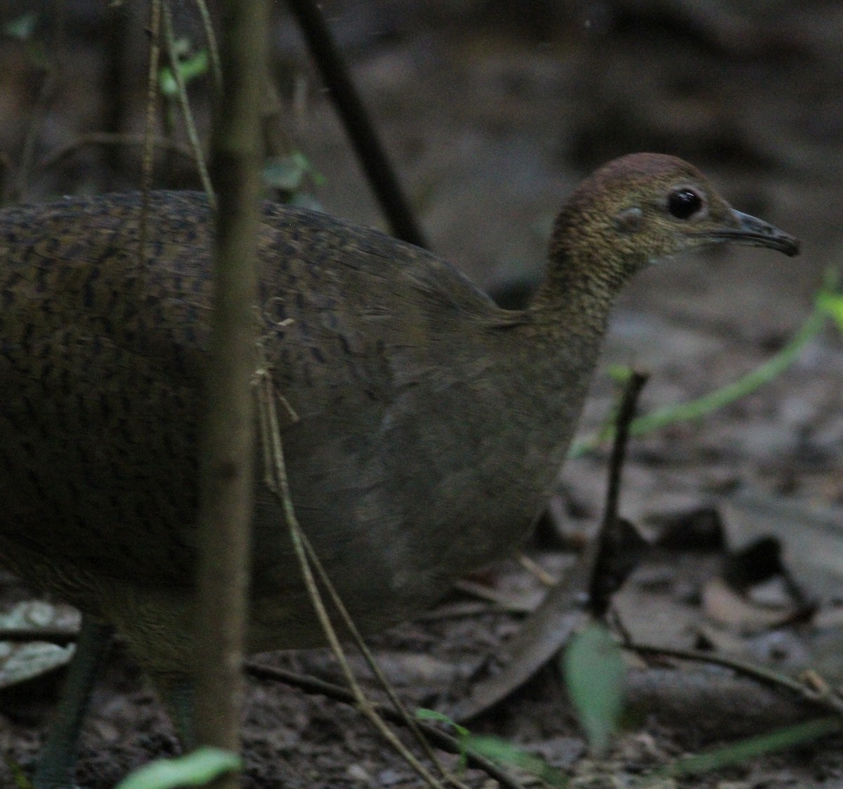 Great Tinamou - ML646390664