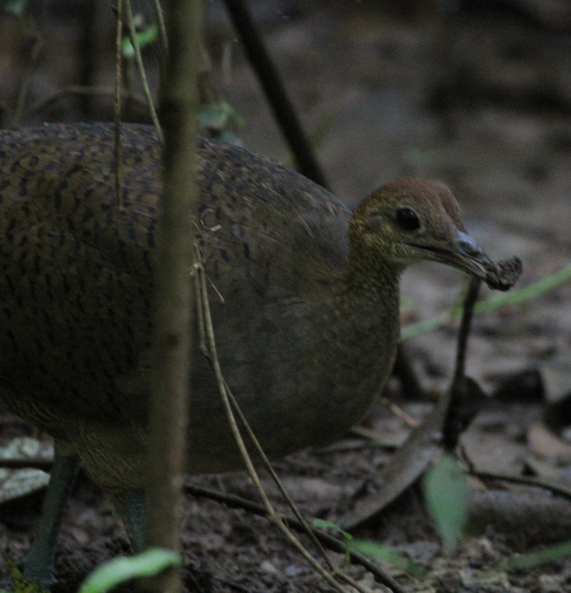 Great Tinamou - ML646390665