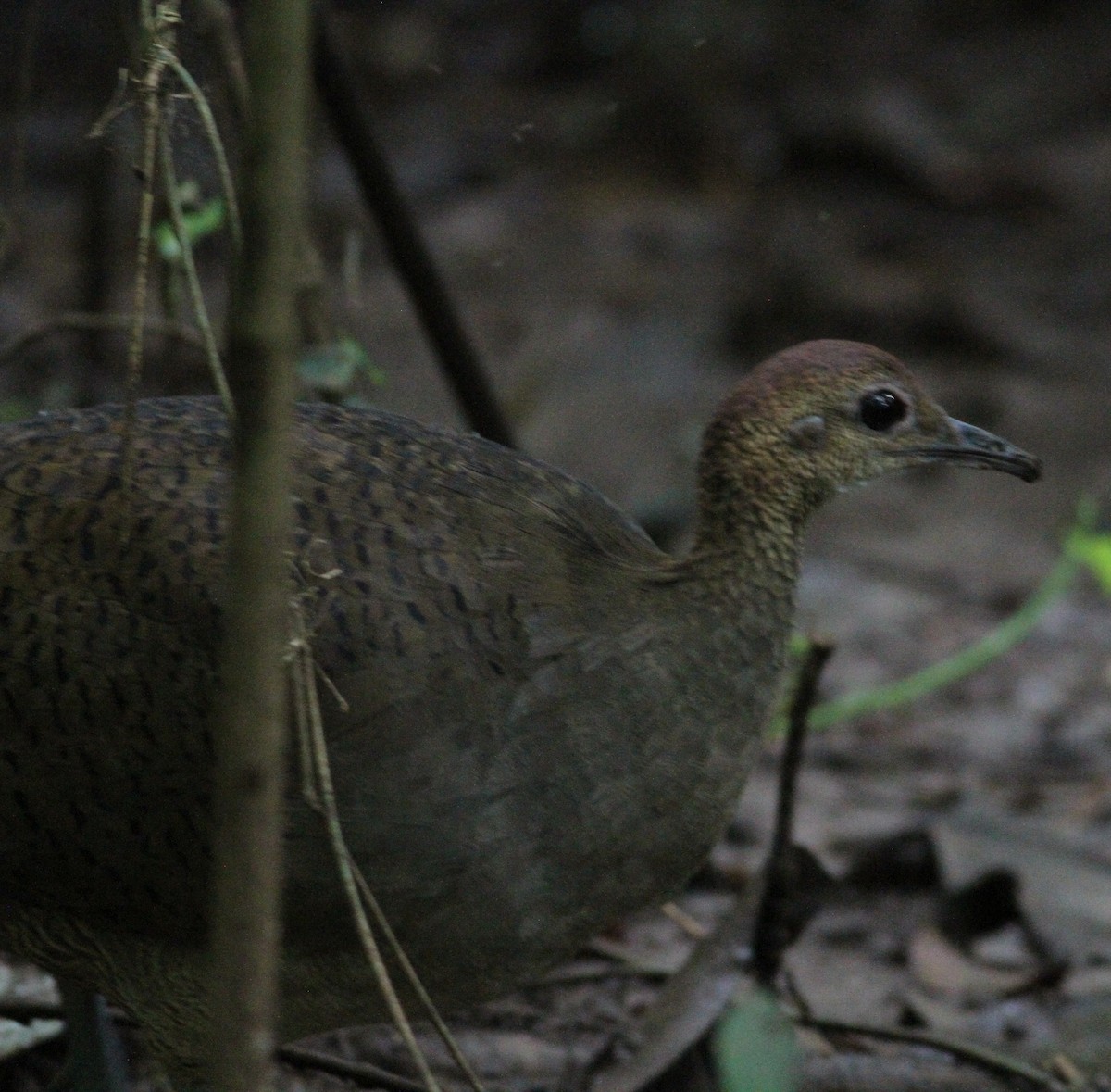 Great Tinamou - ML646390666