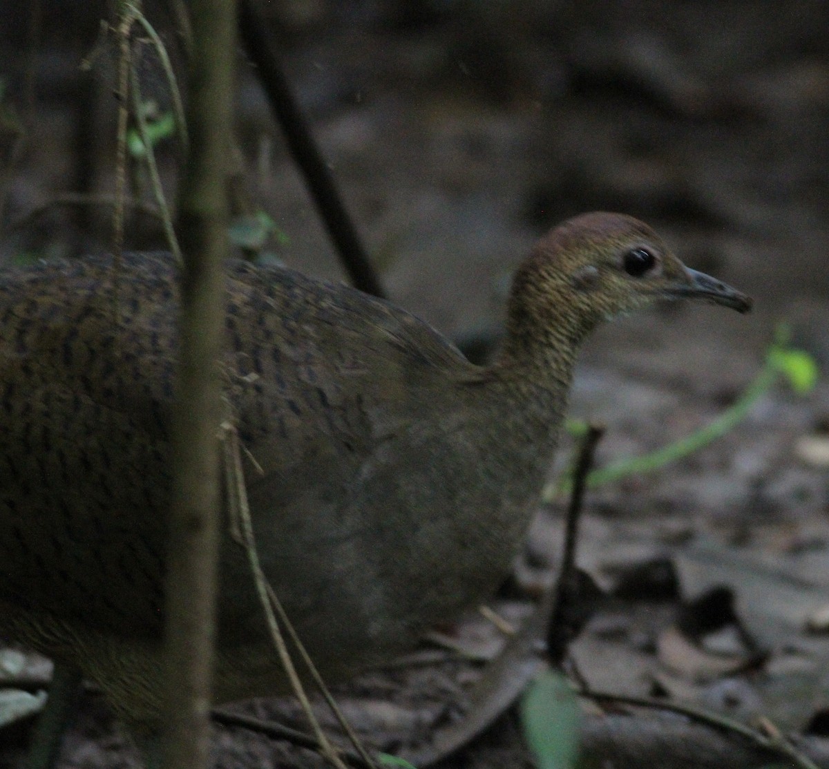 Great Tinamou - ML646390667