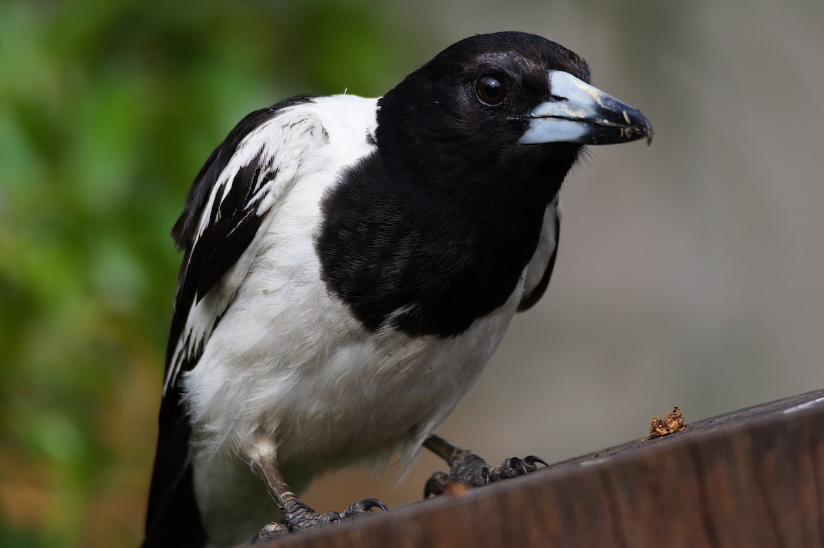 Pied Butcherbird - ML646390668