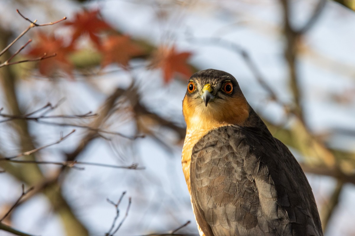 Eurasian Sparrowhawk - ML646390669