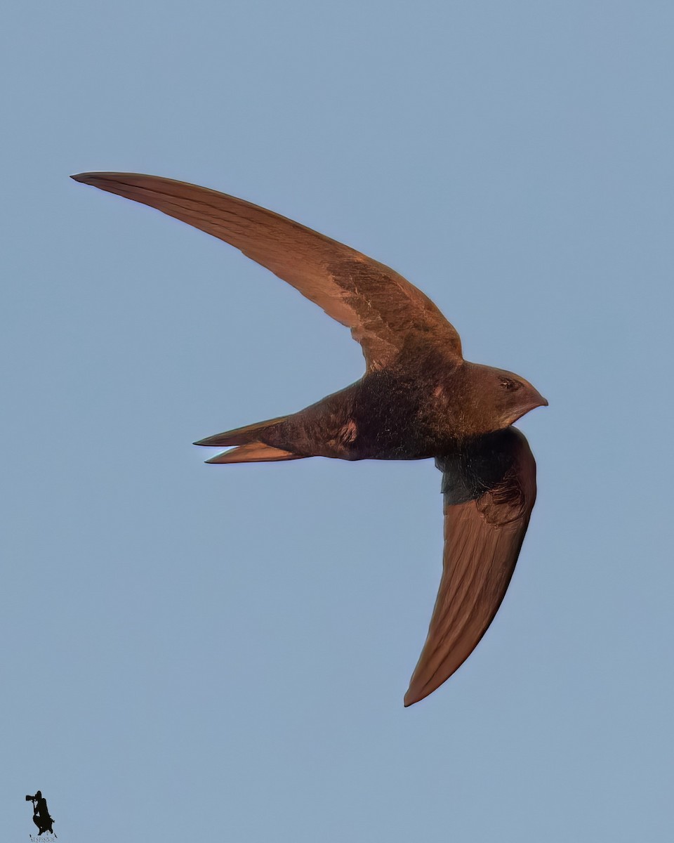 Common Swift - ML646390671