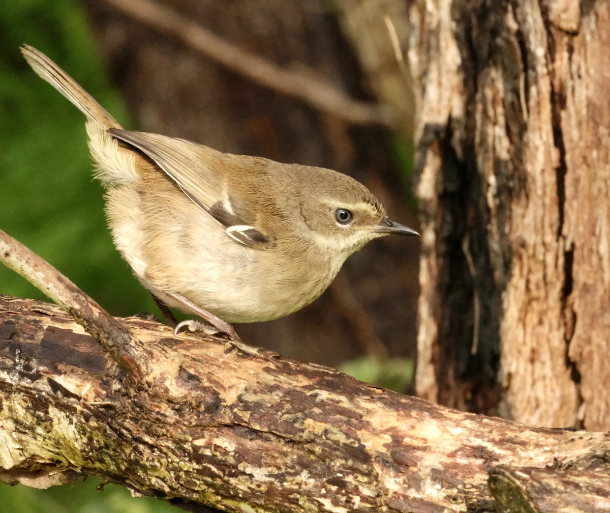 Spotted Scrubwren - ML646390672