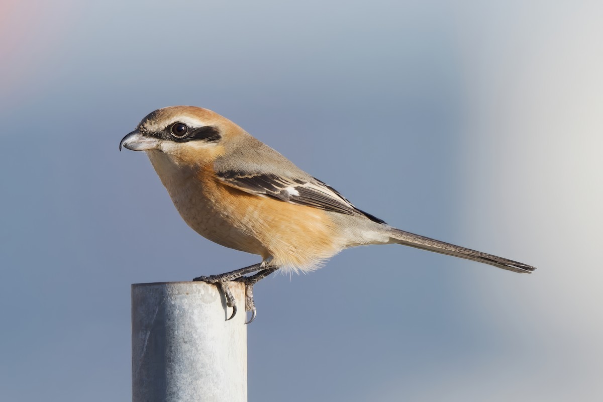 Bull-headed Shrike - ML646390674
