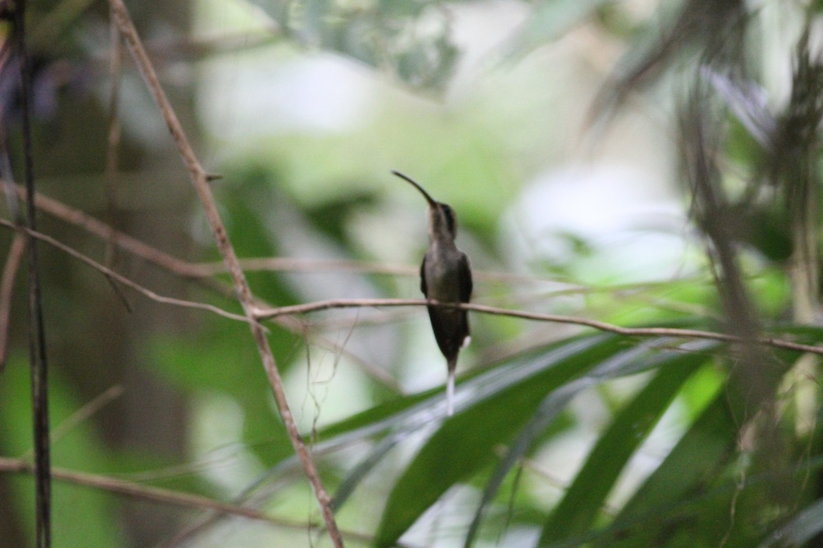 langnebberemitt - ML646390677