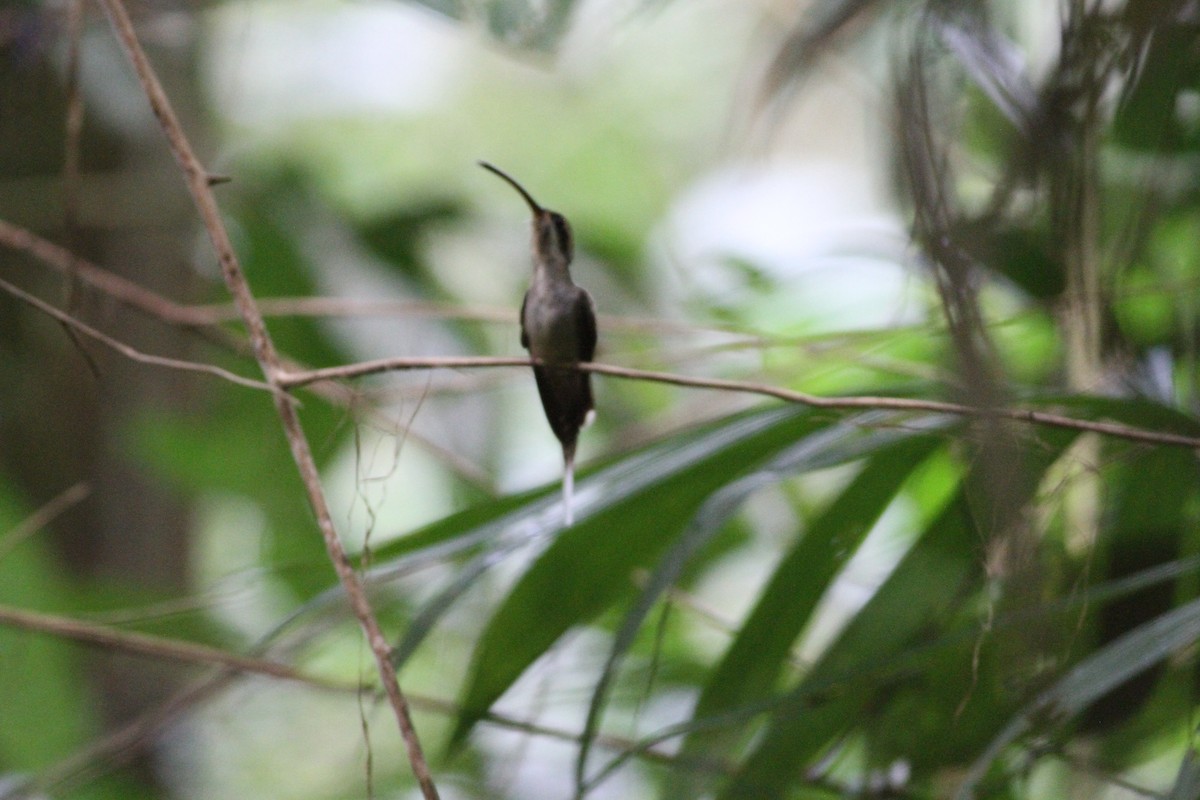 langnebberemitt - ML646390678