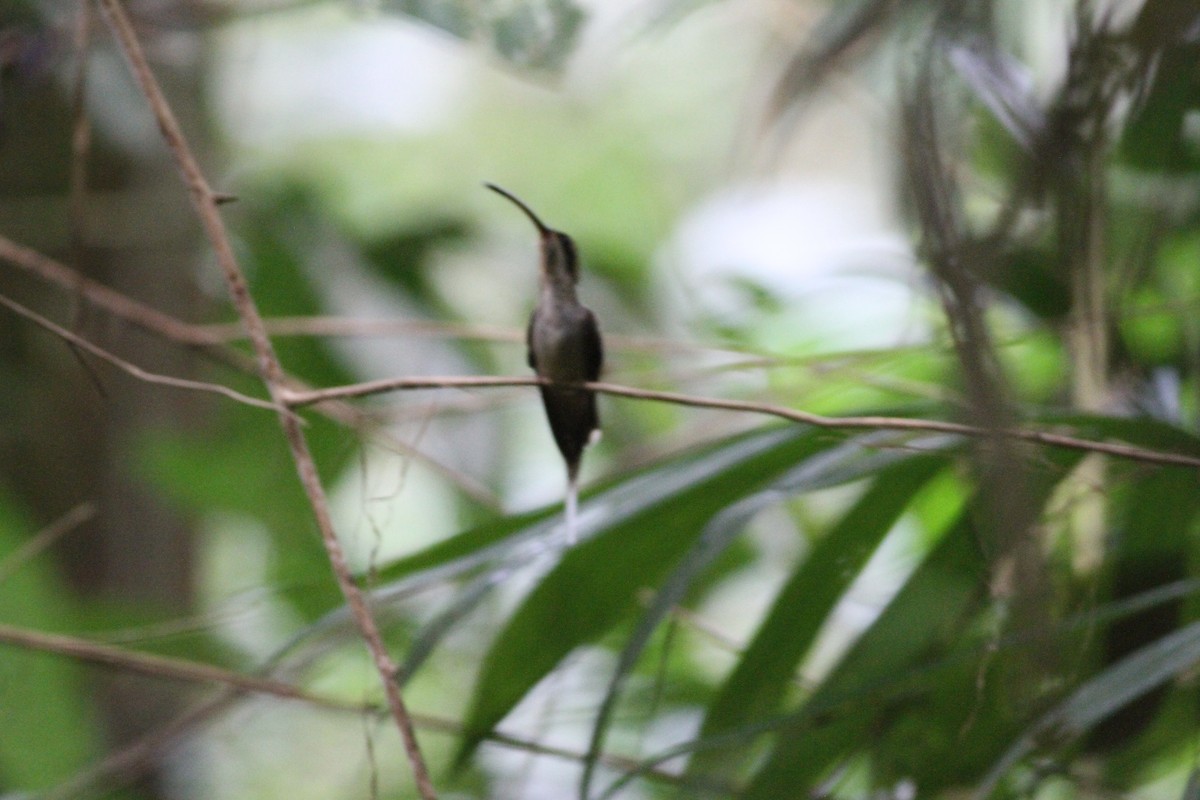 langnebberemitt - ML646390679