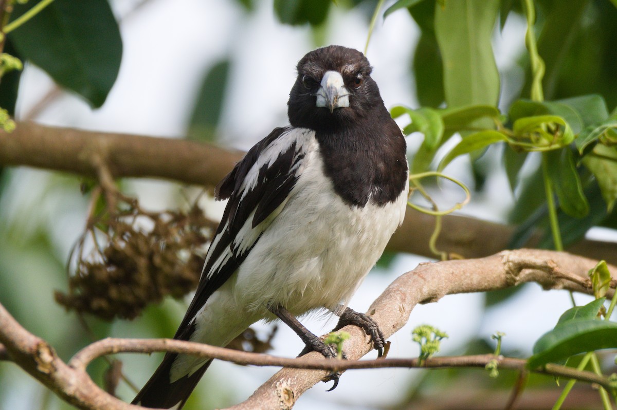 Pied Butcherbird - ML646390690