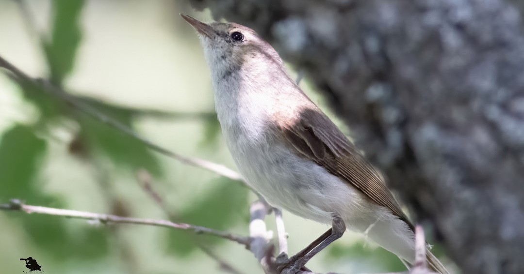 Eastern Bonelli's Warbler - ML646390691