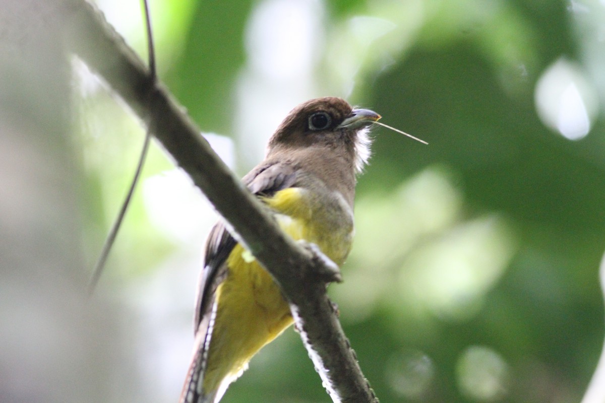 nordedeltrogon - ML646390692