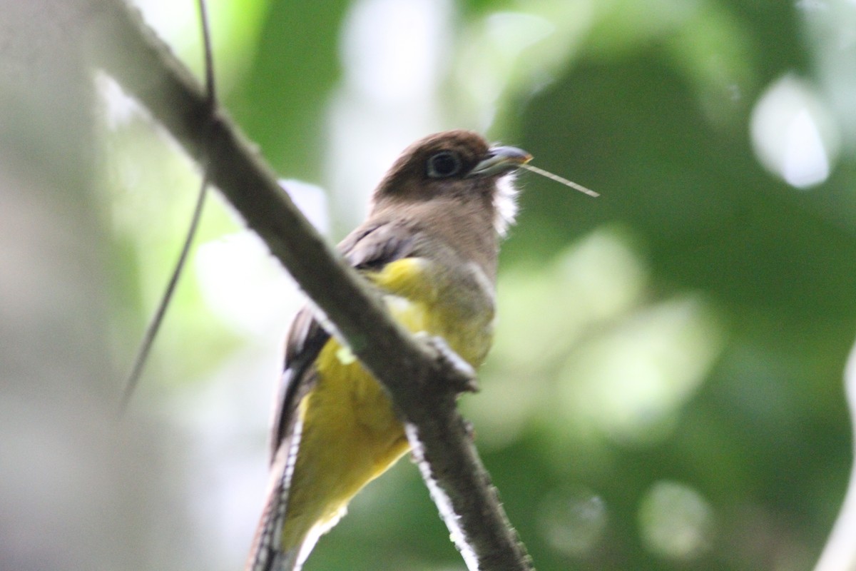 nordedeltrogon - ML646390693