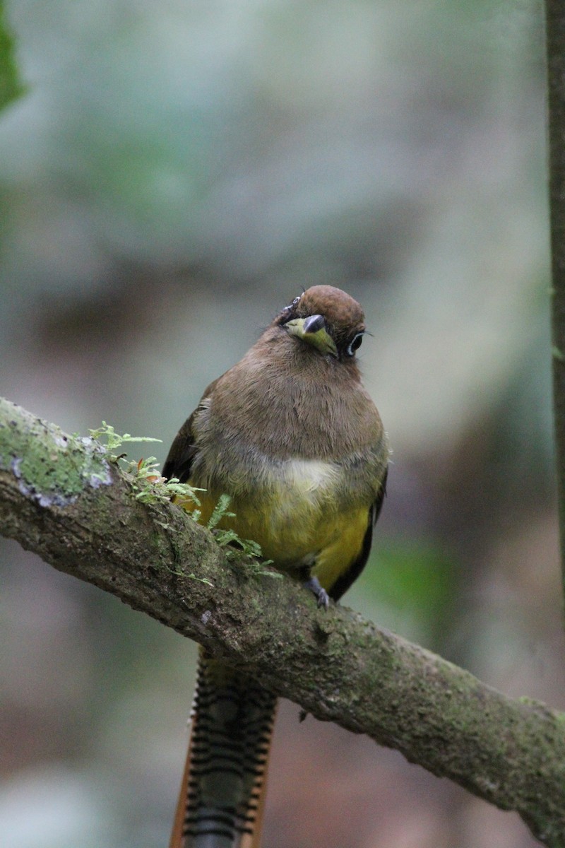 nordedeltrogon - ML646390694