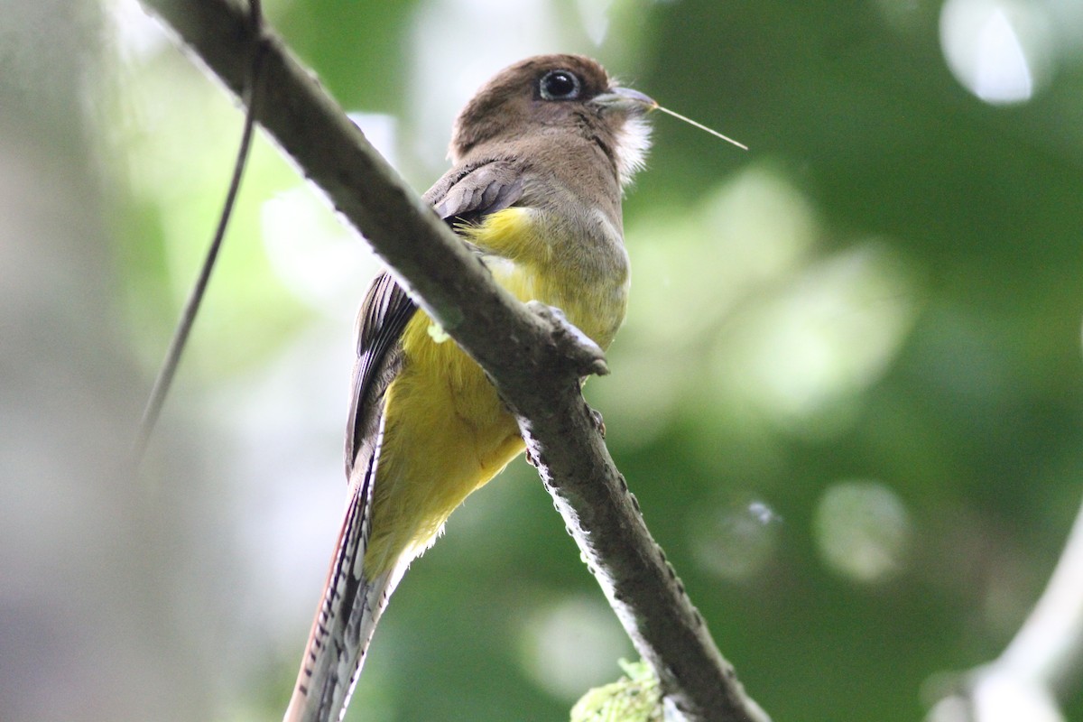 nordedeltrogon - ML646390695