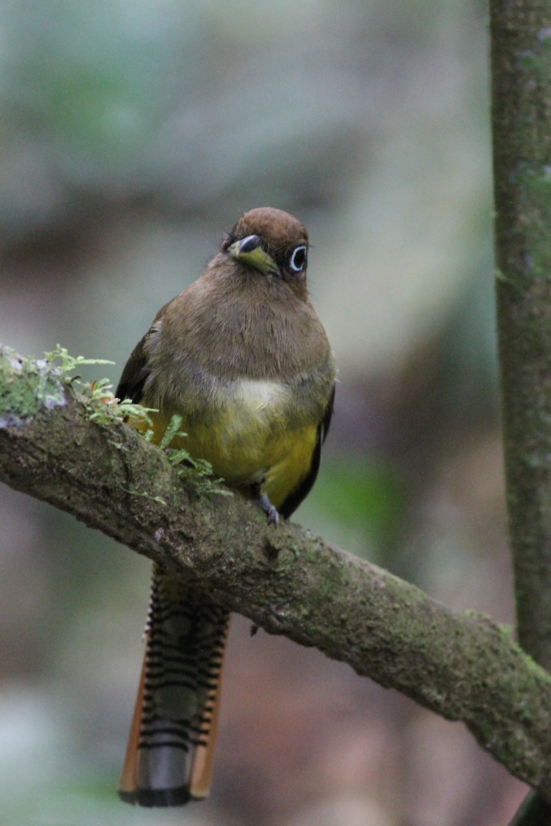 nordedeltrogon - ML646390696