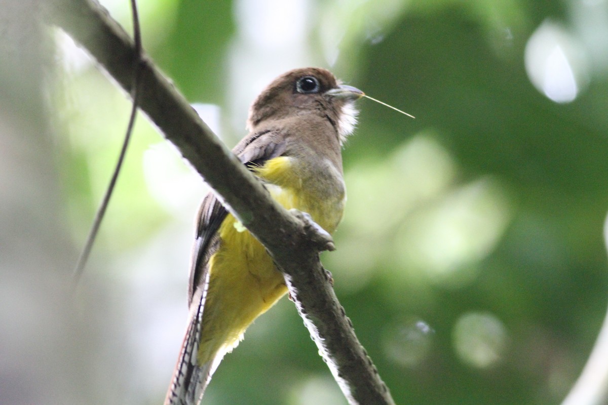 nordedeltrogon - ML646390697