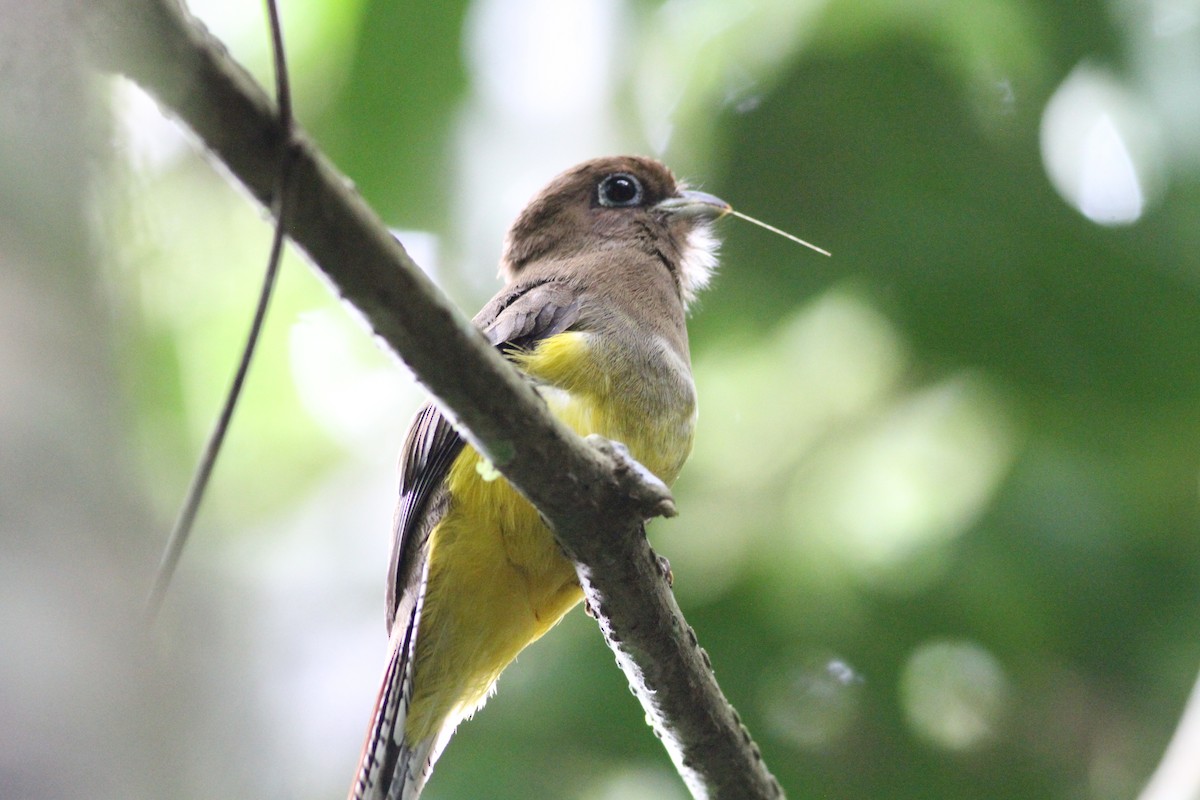 nordedeltrogon - ML646390698