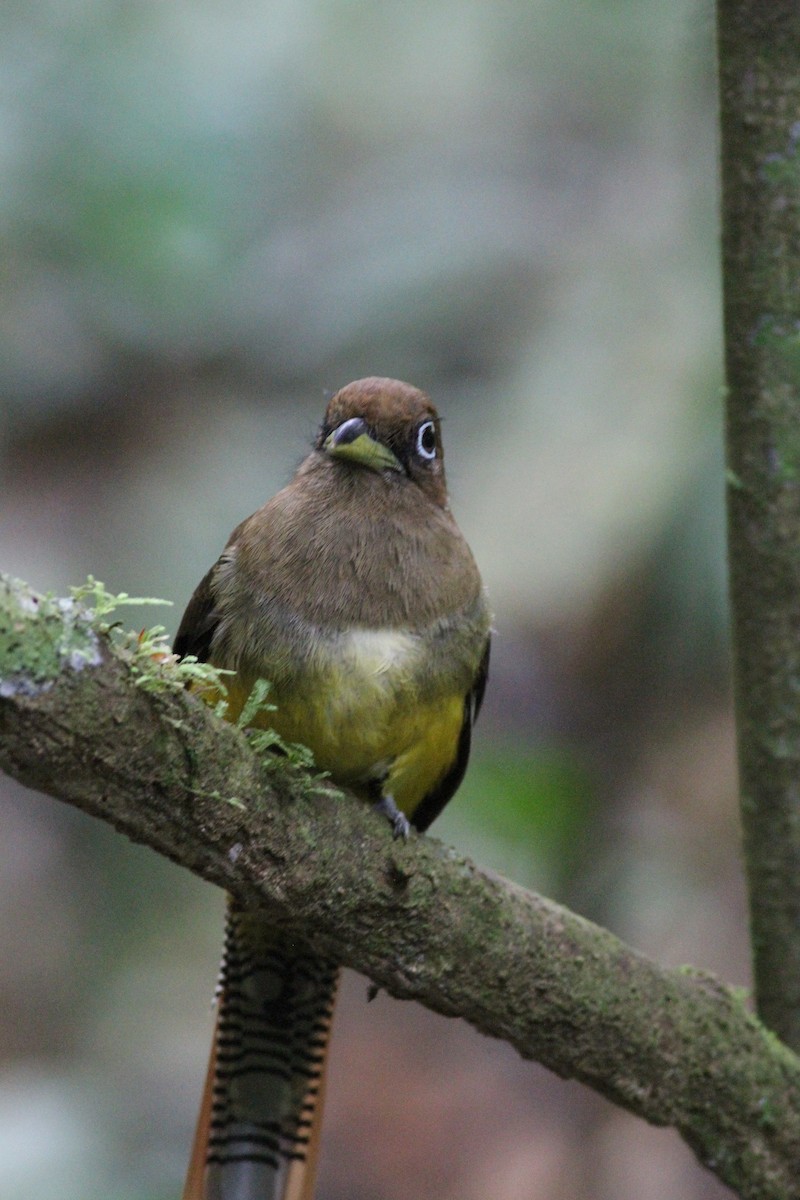 nordedeltrogon - ML646390699