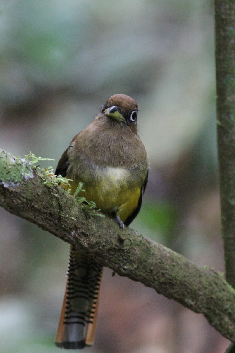 nordedeltrogon - ML646390700