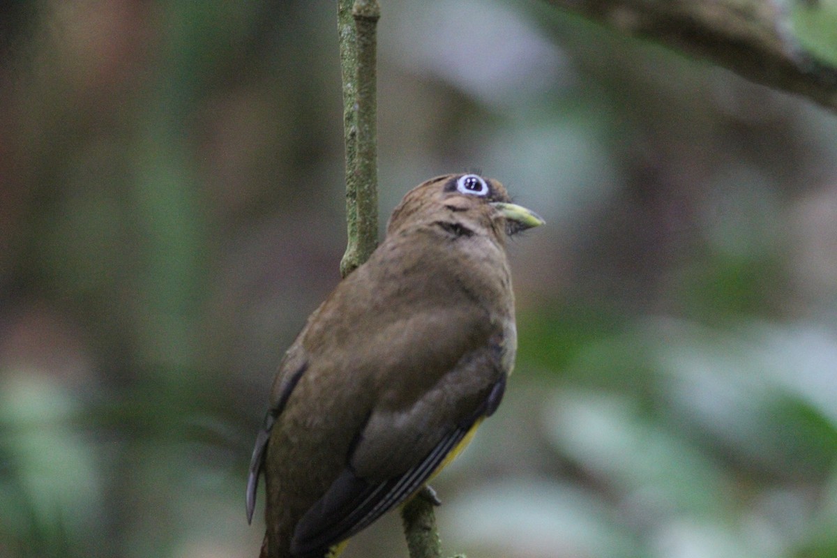 nordedeltrogon - ML646390701