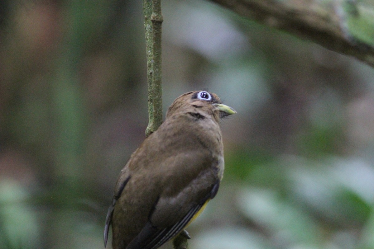 nordedeltrogon - ML646390703