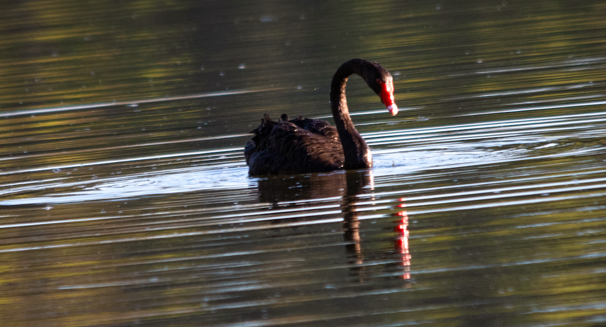 Black Swan - ML646390704
