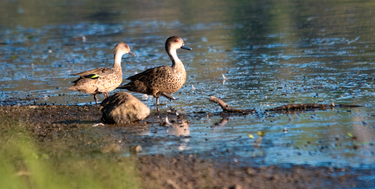 Gray Teal - ML646390705