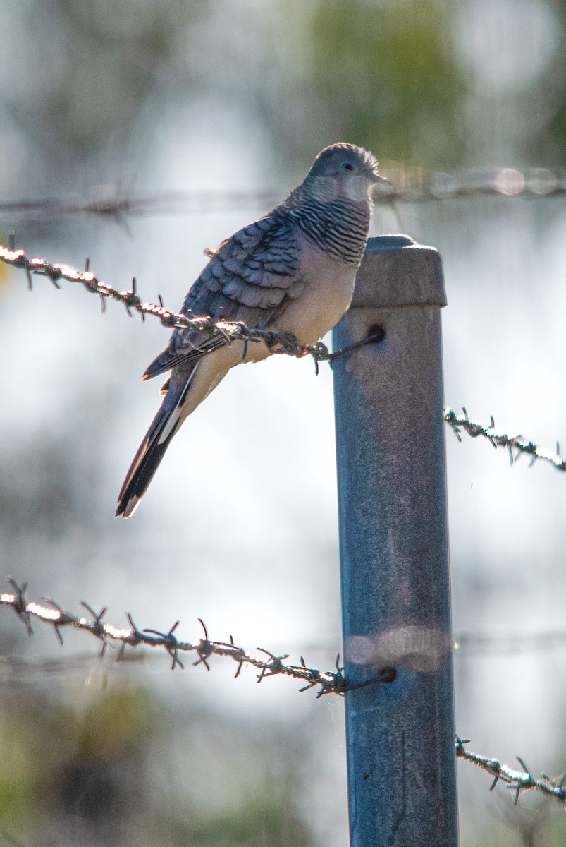 Peaceful Dove - ML646390706