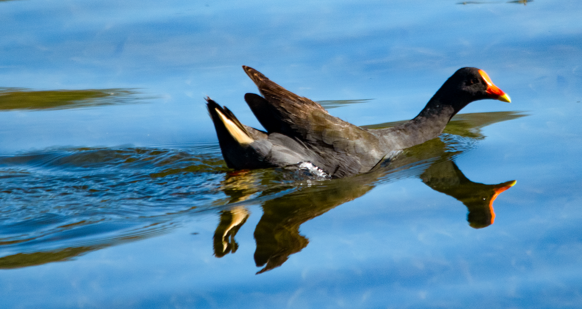 Dusky Moorhen - ML646390707