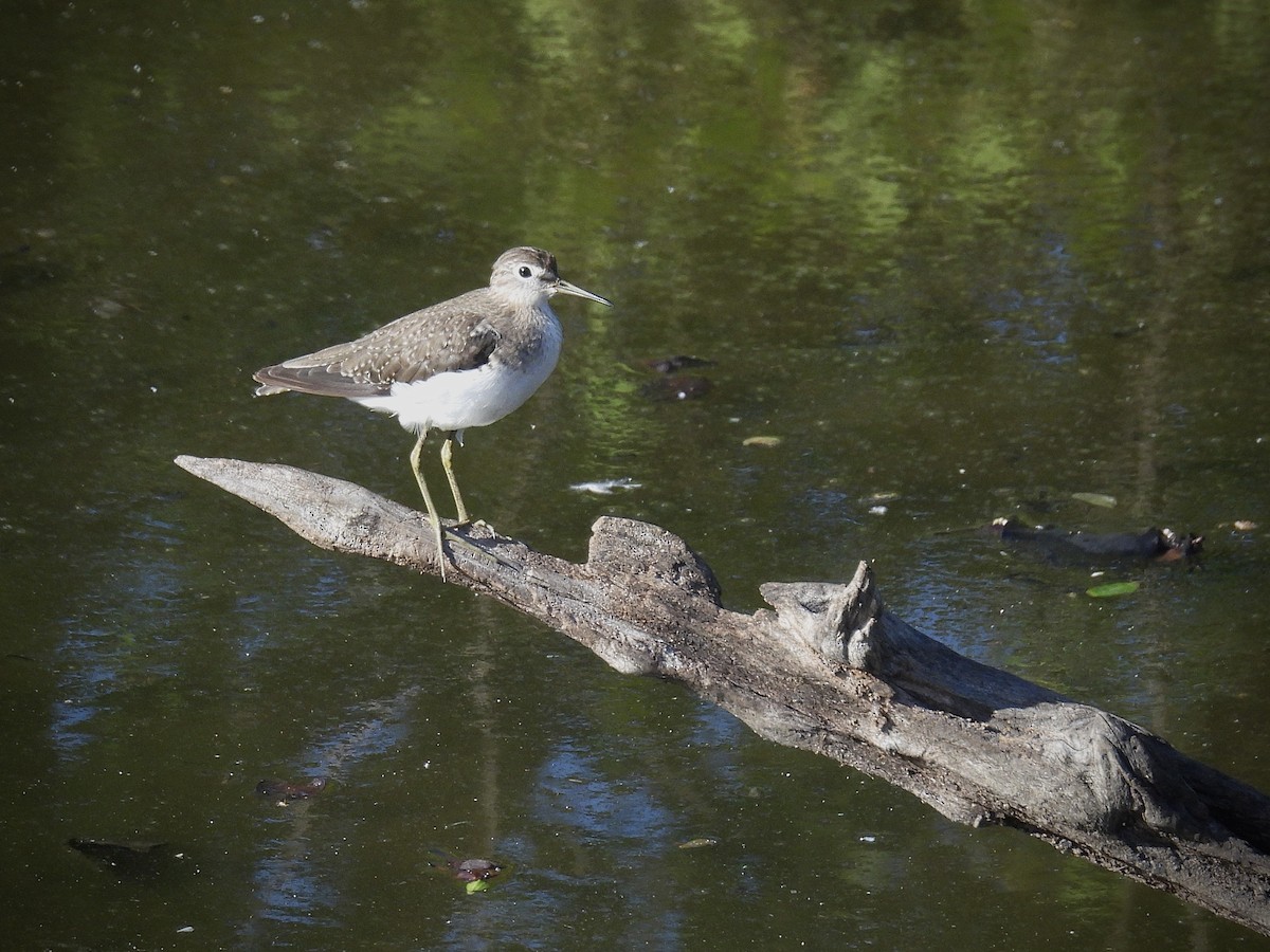 Solitary Sandpiper - ML646390710