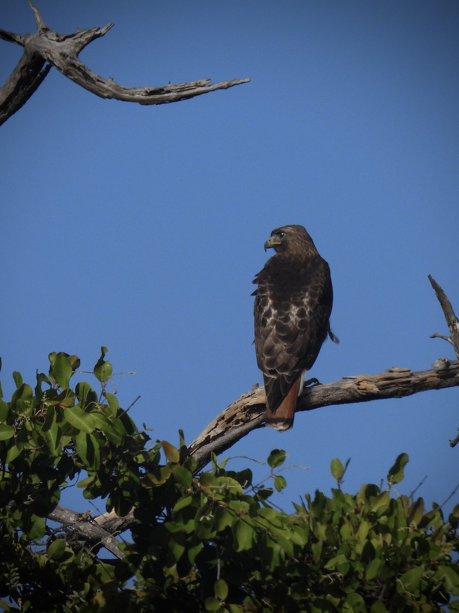 Red-tailed Hawk - ML646390712