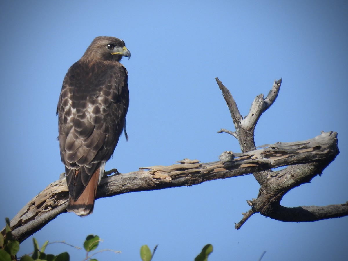 Red-tailed Hawk - ML646390713
