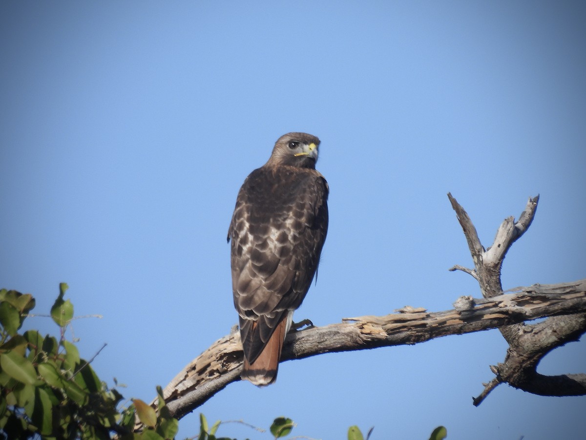 Red-tailed Hawk - ML646390714