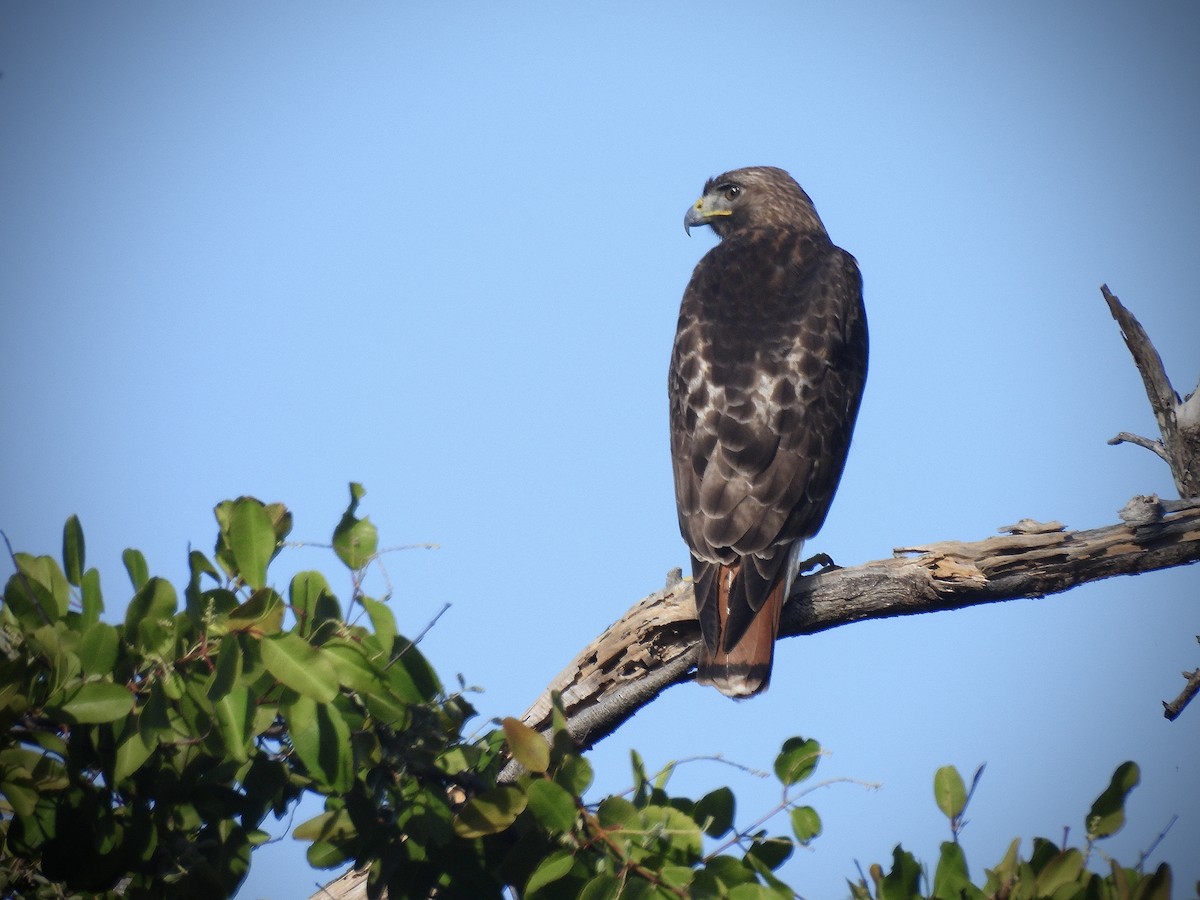 Red-tailed Hawk - ML646390715