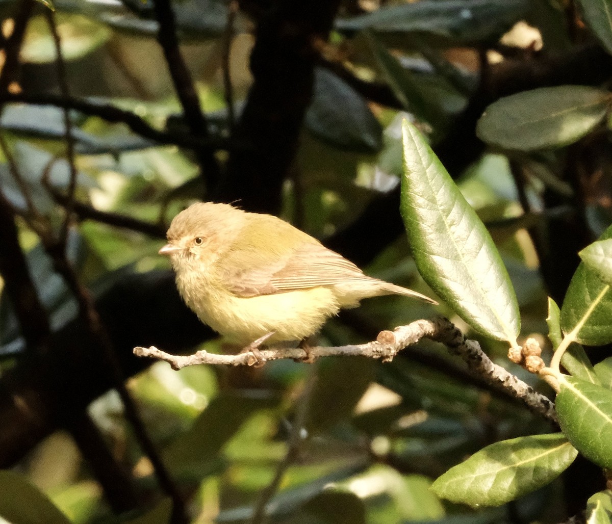 Weebill - ML646390716