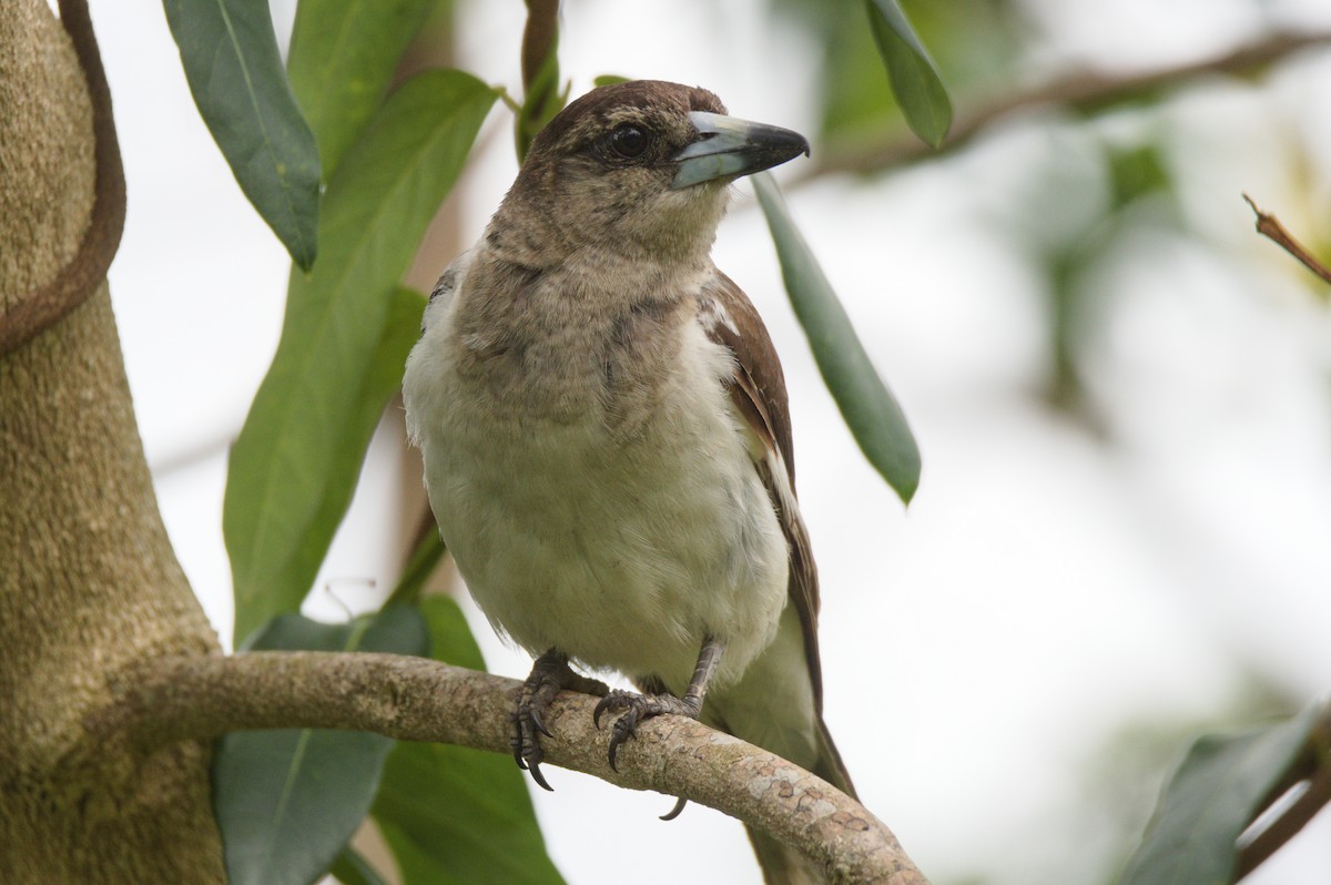 Pied Butcherbird - ML646390717