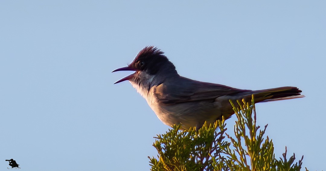 Eastern Orphean Warbler - ML646390718
