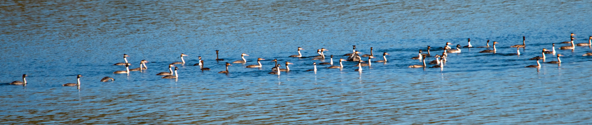 Great Crested Grebe - ML646390719