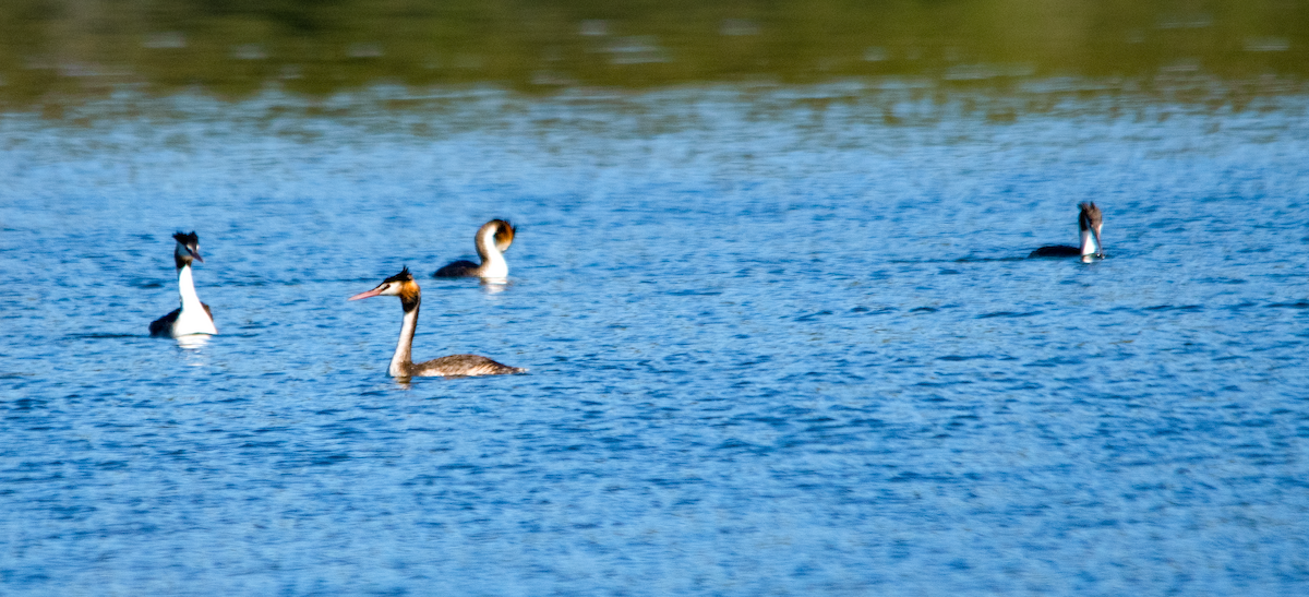 Great Crested Grebe - ML646390720